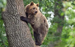 Gấu nâu châu Âu leo cây lọt top ảnh động vật ấn tượng
