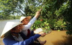 Độc đáo Hải Dương: Du lịch đi thuyền hái vải sai trĩu, đỏ mọng