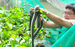 Thanh niên miền Tây làm 18 vèo nuôi rắn ri cá, ít chăm sóc, bắt lên bán là có tiền