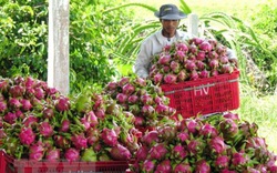 Giá thanh long tăng mạnh trở lại