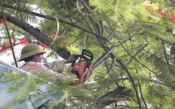 Ra quân cắt tỉa, chặt hạ 38.000 cây xanh trên khắp Hà Nội