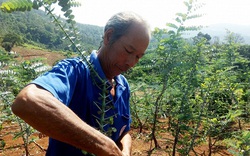 Trồng thứ cây lạ, nghe tên đã thấy giàu có, dân Đà Lạt đếm cành thu tiền