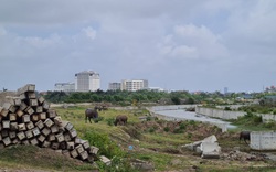 Hải Phòng: Dự án nghìn tỷ sau 10 năm vẫn hoang tàn, dang dở