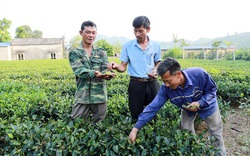 Thái Nguyên: Nông dân khốn khổ vì tin lời đại lý vật tư nông nghiệp phun thuốc diệt cỏ lên nương chè