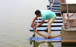 Hà Nam: Nuôi cá theo kiểu “ đào sông trong ao” sản lượng tăng 7 lần