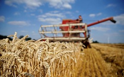 Giá các nông sản giao kỳ hạn của Mỹ đồng loạt giảm