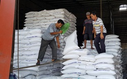 Philippines loại bỏ kế hoạch nhập khẩu 300.000 tấn gạo