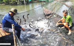 Long An: Nông dân khổ vì nuôi cá lóc quá lứa, con nào cũng to "cồ cộ" mà bán trầy bán trật