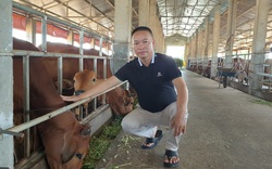 Thái Bình: Đại gia bất động sản "đùng đùng" bỏ phố về quê nuôi bò to tướng và cái kết bất ngờ