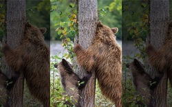 Hình ảnh đáng yêu: Gấu mẹ dạy con cách... gãi lưng