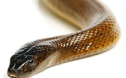 Bí ẩn loài rắn độc nhất thế giới: 1 lần cắn có thể giết chết 100 người