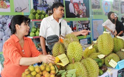 "Vết xe đổ" tái diễn với sầu riêng - "vua" trái cây mùa hè