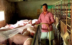 Chỉ còn 30 lợn nái già, sau "bão" dịch tả châu Phi, lão nông xứ Lạng có 400 con lợn thịt