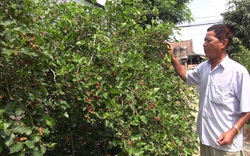 An Giang: Vườn cây lạ ra hàng tạ trái "đặc sản", khách tấp nập tới mua