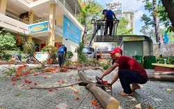 Sau vụ cây phượng đổ: Trường học có nên đốn hạ hết phượng?