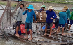 Long An: Sản lượng cá tra tăng đột biến, nghề ương cá bột lụi tàn