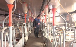 Trung Quốc phát hiện loại cúm lợn mới có thể gây đại dịch
