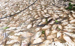 Vụ cá chết trắng xoá trên sông Đồng Nai: Chi 26 tỷ đồng hỗ trợ