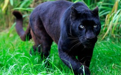Công an cảnh báo người dân việc nghi có 2 con báo đen xuất hiện ở Đồng Nai
