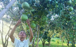 Thừa Thiên Huế: Vì sao thanh trà rớt giá mà nông dân vẫn vui?