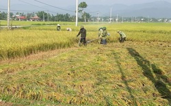 Điện Biên: Vụ đông xuân thắng lợi nhờ chủ động phòng trừ dịch bệnh
