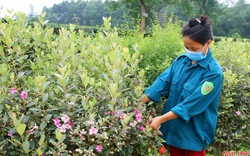Hà Tĩnh: Đường làng trồng toàn hoa sim tím, đi qua lỡ không chụp ảnh khoe thì "ấm ức"