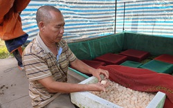 Thái Bình: Chán cá chuyển sang nuôi ốc nhồi, chỉ bán trứng thôi đã đút túi chục triệu mỗi ngày.