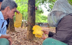 Săn ong rừng miền biên viễn