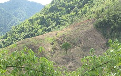 Hòa Bình: Chủ tịch xã Tân Minh ra lệnh “lạ đời” cản trở người dân trồng rừng