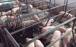 "Cuộc chơi" không dành cho người liều: Ai cho nông dân vay tiền nuôi lợn thời dịch tả? 