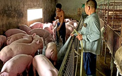 Ở đâu tái đàn lợn lo ngay ngáy, còn ông chủ xứ Lạng tự tin nhờ có 30 con lợn nái