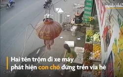 Video: "Cẩu tặc" dùng thòng lọng thắt cổ chó kéo lê, chủ đau đớn chạy theo 