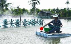 Giá tôm giảm sâu chưa từng có, Cà Mau tìm cách vực dậy