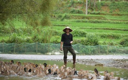 Thanh Hóa: Nuôi loài vịt đẹp mã trước dùng tiến vua, trai núi rừng kiếm bộn tiền