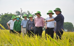 Phó Chủ tịch Hội Nông dân Việt Nam thăm trung tâm sản xuất giống cây trồng hiện đại bậc nhất ở Việt Nam