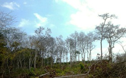 Bình Thuận: Mở chuyên án điều tra hành vi bức tử rừng  Tà Cú bằng thuốc độc

