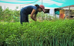 Quảng Nam: Sau dịch Covid-19, rau hữu cơ Thanh Đông vẫn ế, vườn buồn thiu