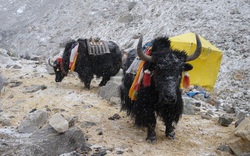 Không phải chó ngao, loài vật này mới là báu vật của Tây Tạng 