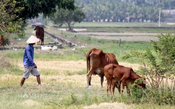 Tây Ninh: Dự án hỗ trợ người nghèo chưa phát huy hiệu quả