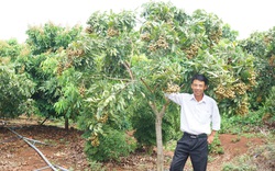 Gia Lai: Lão nông có biệt tài “ép” 1.000 cây nhãn ra trái quanh năm, có chùm nặng 8kg 