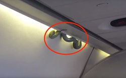 Điều tra vụ việc rắn xuất hiện trên máy bay khiến hành khách lo lắng