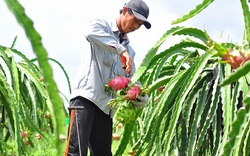 Quốc hội thông qua EVFTA: Nông sản Việt mừng gì, lo gì?
