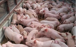 Giá heo hơi ngày 24/6: Lợn sống nhập Thái Lan có giá 90.000 đồng/kg