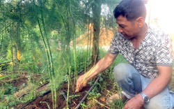 Gia Lai: Chán tiêu chuyển sang trồng thứ "rau vua", mỗi ngày đút túi 4-5 triệu đồng