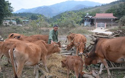 Điện Biên: Nuôi bò sinh sản sau 5 năm xây được nhà mới