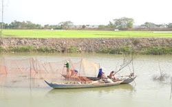 Đồng Tháp: Đã mắt xem dỡ chà bắt cá dưới sông, kéo lưới lên cá nhảy lao xao