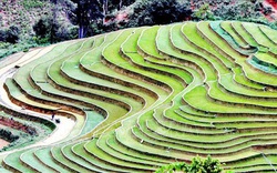 Ruộng bậc thang - bức tranh nghệ thuật đẹp đến nao lòng nơi vùng núi Sơn La