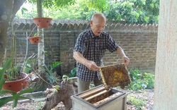 Thái Nguyên: U80 nuôi ong cho vui, ai ngờ tạo nên cả cơ nghiệp lớn