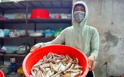Kỳ thú theo chân các cần thủ câu cá đục cực ngon ở biển Minh Châu