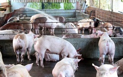 Giá heo hơi hôm nay 1/7: Trung Quốc phát hiện chủng cúm lợn mới, lo gây "đại dịch"
